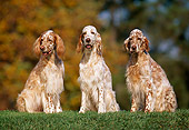 DOG 06 RK0060 07
Three English Setter Dogs Sitting Together On Grass Trees Background