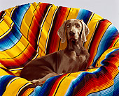 DOG 06 RK0061 07
Weimaraner Kiwi Laying In Chair With Colorful Blanket