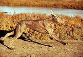 DOG 06 RK0064 03
Weimaraner Running On Dirt By Marsh