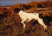 DOG 06 RK0067 06
Profile Of German Shorthaired Pointer Standing In Marsh