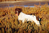DOG 06 RK0067 26
Profile Of German Shorthaired Pointer Standing In Marsh