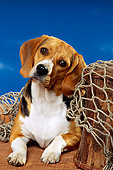 DOG 06 RK0070 09
Beagle Laying Underneath Fishing Net On Wooden Floor Blue Sky Background