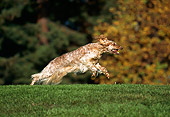 DOG 06 RK0074 01
Profile Shot Of English Setter Running On Grass