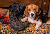 DOG 06 RK0078 13
Head Shot Of Beagle Laying Underneath Bed Next To Old Shoe