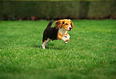 DOG 06 RK0088 04
Beagle Running On Grass