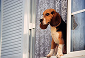 DOG 06 RK0093 06
Beagle Standing By Window Looking Out
