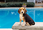 DOG 06 RK0096 04
Beagle Puppy Sitting On Cement Bench By Pool