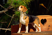 DOG 06 RK0105 04
Profile Shot Of Beagle Standing On Wooden Bench