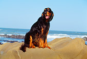 DOG 06 RK0130 05
Gordon Setter Dog Sitting On Rocks At Beach