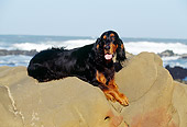 DOG 06 RK0134 02
Gordon Setter Laying On Rocks By Ocean Blue Sky