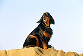 DOG 06 RK0136 02
Gordon Setter Sitting Rocks At Coast Blue Sky