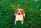DOG 06 RK0148 02
Overhead View Of Beagle Laying On Grass