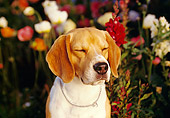 DOG 06 RK0153 02
Head Shot Of Beagle Facing Camera Flowers In Background