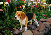 DOG 06 RK0159 03
Beagle Standing On Stone Wall By Flower Garden
