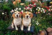 DOG 06 RK0171 05
Two Beagles Sitting Together On Bench By Flower Garden