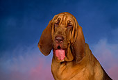 DOG 06 RK0186 01
Head Shot Of Bloodhound  Studio