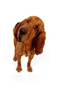 DOG 06 RK0196 02
Wide Angle Of Bloodhound Standing On White Seamless