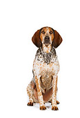 DOG 06 RK0199 02
English Coon Hound Sitting On White Seamless Studio
