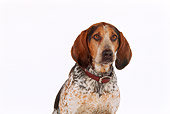 DOG 06 RK0205 16
Head Shot Of English Coon Hound White Seamless Studio