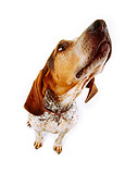 DOG 06 RK0207 36
Wide Angle Shot Of English Coon Hound On White Seamless