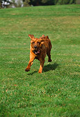 DOG 06 RK0208 21
Bloodhound Running On Grass