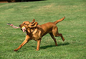 DOG 06 RK0212 06
Bloodhound Running With Toy In Mouth At Park