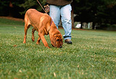 DOG 06 RK0214 12
Bloodhound On Leash Sniffing Grass With Owner At Park