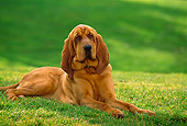 DOG 06 RK0215 15
Bloodhound Laying On Grass