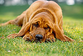 DOG 06 RK0218 06
Head Shot Of Bloodhound Laying With Head Down On Grass