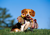 DOG 06 RK0221 08
Beagle Sitting On Grass With Toy In Mouth Blue Sky