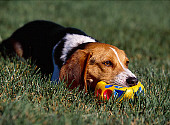 DOG 06 RK0223 02
Beagle Playing With Toy On Grass