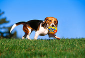 DOG 06 RK0224 01
Beagle With Toy Ball In Mouth Walking On Grass Blue Sky