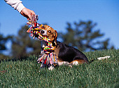 DOG 06 RK0225 03
Beagle Playing With Colorful Rope Toy On Grass Blue Sky