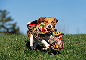 DOG 06 RK0225 08
Beagle Playing With Colorful Rope Toy On Grass Blue Sky