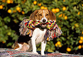 DOG 06 RK0226 08
Beagle Sitting With Rope Toy In Mouth