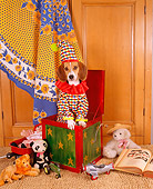 DOG 06 RK0233 22
Pup! Goes The Weasel 
Beagle In Toy Box Wearing Hat