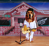 DOG 06 RK0235 12
Ain't Nothing But A Hound Dog
