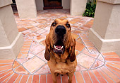 DOG 06 RK0240 02
Wide Angle Head Shot Of Bloodhound Sitting Facing Camera