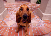 DOG 06 RK0240 03
Wide Angle Head Shot Of Bloodhound Sitting Facing Camera
