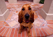 DOG 06 RK0240 09
Wide Angle Head Shot Of Bloodhound Sitting Facing Camera
