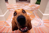 DOG 06 RK0240 10
Wide Angle Head Shot Of Bloodhound Sitting Facing Camera