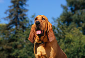 DOG 06 RK0243 02
Head Shot Of Bloodhound By Trees