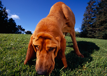 DOG_06_RK0244_11_P.JPG
