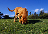 DOG 06 RK0244 29
Bloodhound Sniffing Grass Trees Blue Sky