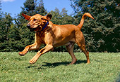 DOG 06 RK0246 07
Bloodhound Running On Grass Trees Background Blue Sky