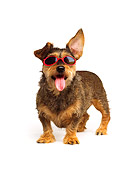 DOG 06 RK0251 01
Wire Hair Dachshund Terrier Mix Wearing Sunglasses On White Seamless Studio