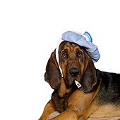 DOG 06 RK0252 01
Head Shot Of Bloodhound Laying With Ice Pack On Head Thermometer In Mouth Pink Seamless