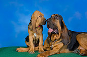 DOG 06 RK0255 01
Bloodhound Mother And Puppy Studio