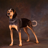 DOG 06 RS0004 02
Portrait Of Black And Tan Coonhound