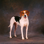 DOG 06 RS0006 06
Portrait Of Treeing Walker Coonhound